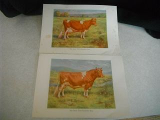 Vintage Ideal Type Guernsey Bull & Cow Print Small Poster 1930 Eh Miner