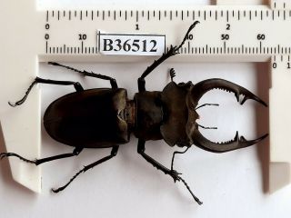 B36512 - Lucanus Nobilis Ps.  Beetles Yen Bai Vietnam 64mm