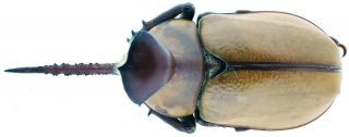 Insect - Dynastidae Golofa Pizarro - Mexico - Male No.  1 - 54x30mm.