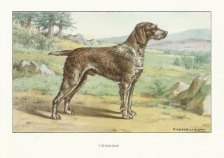 1930s Watercolor Art Print Dog Castellan German Wirehaired Pointer / Stichelhaar