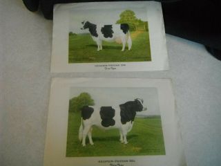 Vintage Hostein Friesian Cow & Bull Picture Print True Type 1930 1940