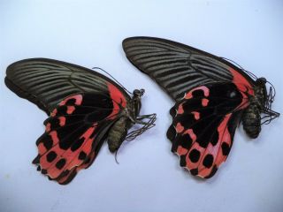 Unmounted Butterflies Papilio Romanzovia Pair N0 1.  Female Normal Form.