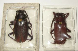 Pyrodes Longiceps Pair With Male A1/a - Female A1 (cerambycidae)