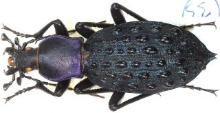 33.  Carabidae – Carabus (coptolabrus) Pustulifer Ssp.  Cyanelongatus.  Male
