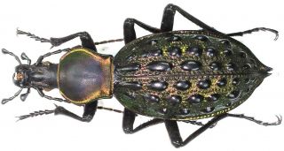 30.  Carabidae - Carabus (coptolabrus) Augustus Ssp.  Demissus.  Male