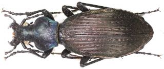 4.  Carabidae - Carabus (apotomopterus) Mecynodes Sstr.  Female