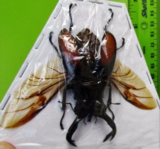 Stag Beetle Hexarthrius Parryi Paradoxus Male Spread Mount Ready Fast From Usa