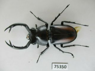 75350 Lucanidae: Rhaetulus Crenatus.  Vietnam North.  52mm