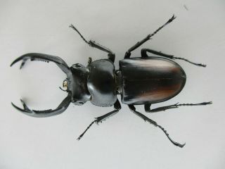 75335 Lucanidae: Rhaetulus Crenatus.  Vietnam North.  52mm