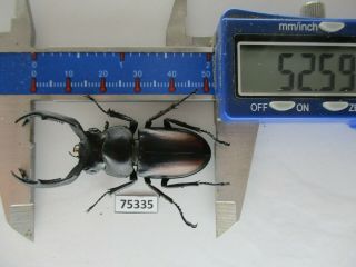 75335 Lucanidae: Rhaetulus crenatus.  Vietnam North.  52mm 2