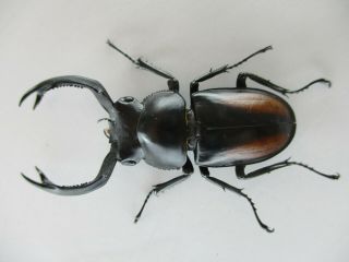 75341 Lucanidae: Rhaetulus Crenatus.  Vietnam North.  53mm