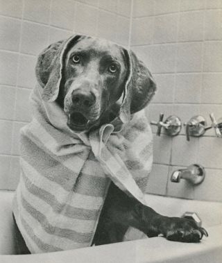 Weimaraner Takes A Bath Vintage Full Page 50 Year - Old Photo Print