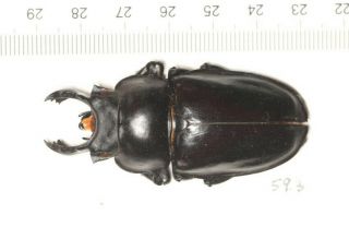 Lucanidae Odontolabis Neolucanus Sp West Yunnan 59.  3mm