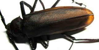001 Sa :cerambycidae: Prioninae: Anomophysis Aegrota Male 59.  5mm
