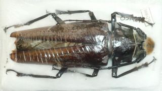 Callipogon Barbatus From Mexico (83 Mm)