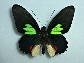 Fantastic Parides Childrenae Unimacula Male Papilioniidae Papilionidae Ecuador