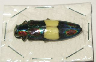 Chrysochroa Ephippigera (buprestidae)