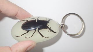 Insect Large Key Ring Black Stag Beetle Dorcus Mellianus Specimen Yk83 Glow