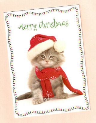 Cat Kitten Lights Decoration Christmas Cards - Box Of 15