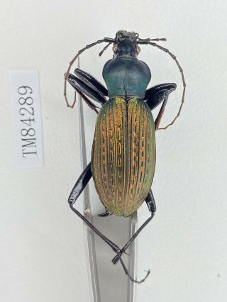 Tm84289 Carabidae Carabus Guangdong