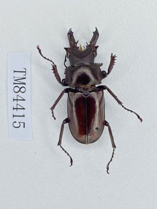 Tm84152 Lucanidae Prismagnathus Siniaevi Rare 27mm W Yunnan