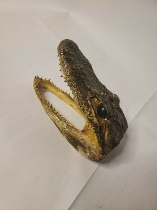 Alligator Head 4 - 5 Inches Gator American Taxidermy Croc Real Teeth Goth