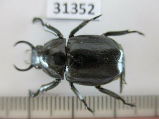 31352.  Unmounted insects: Rutelidae.  Fruhstorferia sp?.  North Vietnam 2