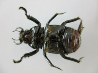 31352.  Unmounted insects: Rutelidae.  Fruhstorferia sp?.  North Vietnam 3