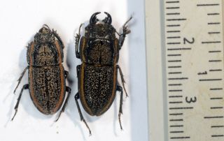 Erichius Caelatus Pair A1 Unmounted Lucanidae Scarabaeidae Coleoptera