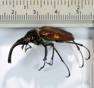 Chiasognathus Granti Unmounted Lucanidae Scarabaeidae Coleoptera