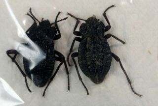 Callyntra Rossi Pair Unmounted Coleoptera Tenebrionidae