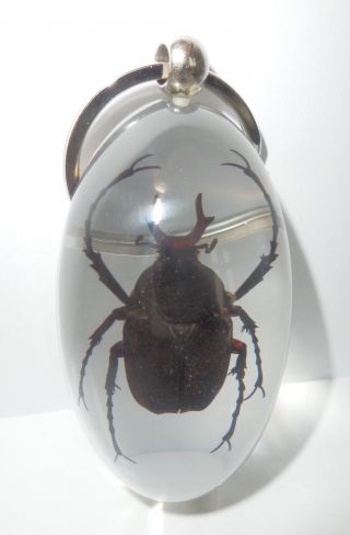 Insect Large Key Ring Long Arm Scarab Beetle Dicranocephalus Wallichi Clear Sk83