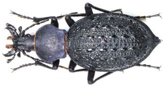 23.  Carabidae - Carabus (coptolabrus) Gemmifer Ssp.  Mesites.  Female