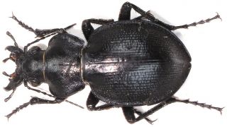 4.  Carabidae - Calosoma (callisthenes) Declivis Declivis.  Female