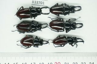 B33701 –lucanidae : Pseudorhaetus Oberthuri.  Ha Giang Vietnam