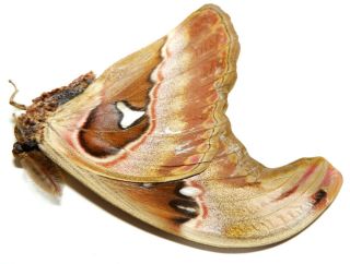 Attacus Caesar Male 123mm Ou8 A - Saturniidae Butterflies