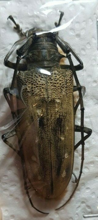 Batocera Victoriana A1 Very Big Female 65mm Cerambycidae