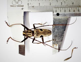 Cerambycidae Sp 25mm From Sangihe Indonesia