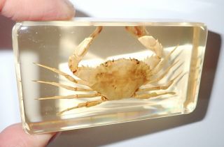 Red - Spotted Swimming Crab In 73x41x21 Mm Amber Clear Block Education Specimen