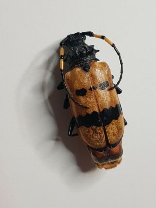 Rare Cerambycidae Species 3cm Loreto Peru Beetle Insect Coleoptera