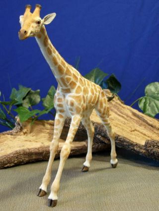Giraffe Country Artists Freedom Ca03372 Natural World W/box 13 " Tall $9.  99