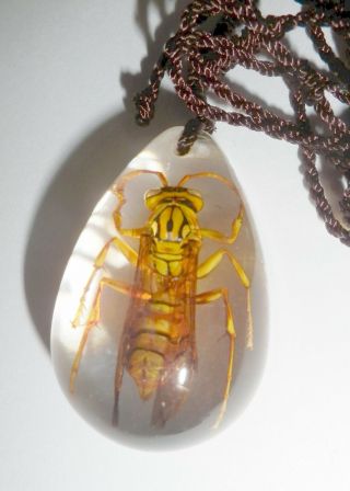 Insect Necklace Yellow Paper - Wasp Polistes Olivaceus Specimen Sd07 Clear