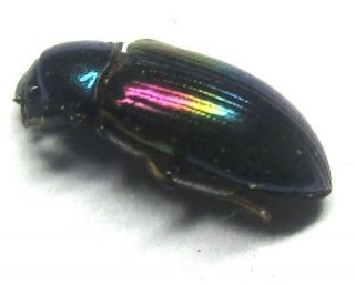 D026 Mi : Ln : Tenebrionidae Species? 7.  5mm