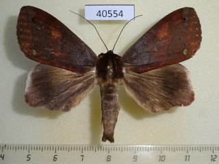 40554p Noctuidae Stenopis Sp.  Conspicienda Madagascar