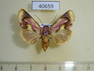 40659p Noctuidae Acontia Viettei F Madagascar