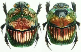 Insect - Scarabaeidae Phanaeus Mexicanus - Mexico - Small Pair 20mm,  / -.