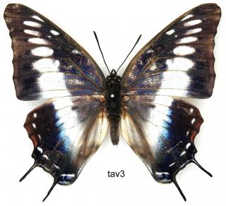 Butterfly - 1 X Mounted Female Charaxes Tavetensis (a -)