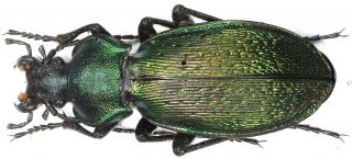 28.  Carabidae - Carabus (morphocarabus) Kollari F.  Magnificus … Female