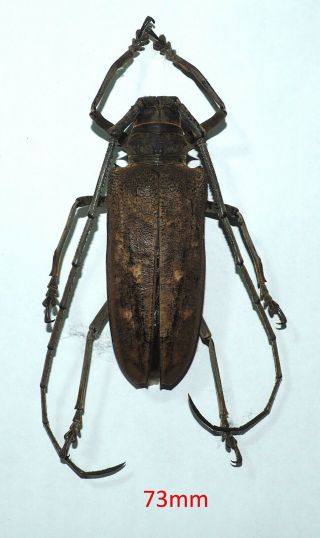 Lamiinae.  Batocera Thomae Orcus.  73mm Seram Is