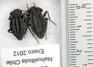 Callyntra Rossi Pair A1 Unmounted Coleoptera Tenebrionidae